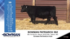 Lot #36 - BOWMAN PATRIARCH 362