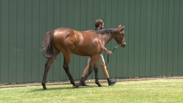 Karaka 2024 Book 1 New Zealand Bloodstock Thoroughbred Auction   1780637445 F5f4a7e1b56ef778d6375394badf4968af715eebd15204b78fc9fd6d32792820 D 640x360