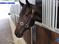 Lonhro x Colours 22 Filly - Promo
