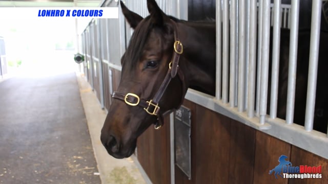 Lonhro x Colours 22 Filly - Promo