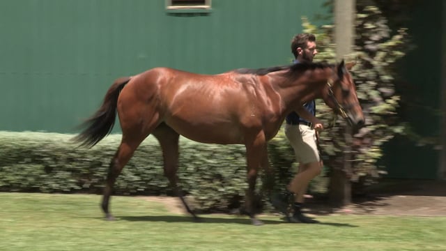 Karaka 2024 Book 1 New Zealand Bloodstock Thoroughbred Auction   1780714736 Ad3af684127f7f13c1d2cbed3fa9fc39eb9b67f906e211e95724e1c5b0f21cbe D 640x360