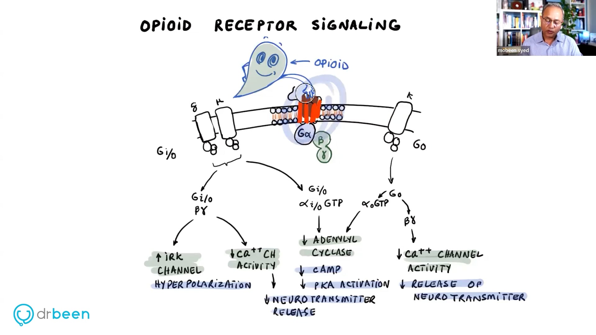 Opioid Receptor Activation and Tolerance (Pain Part 5)