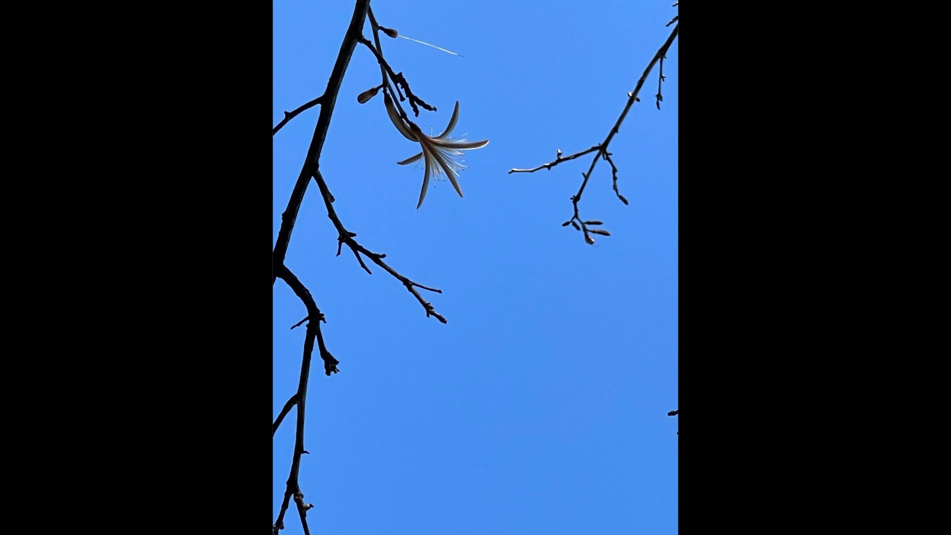 2023 July 05: Truthfulness As it Aligns With the Four Noble Truth