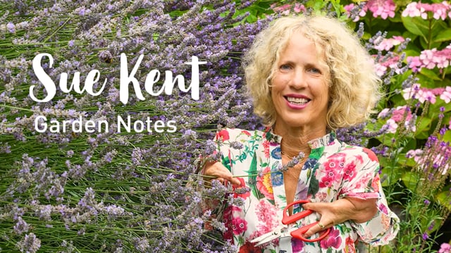 Vimeo Thumbnail (API)