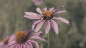 Utzy Botanicals