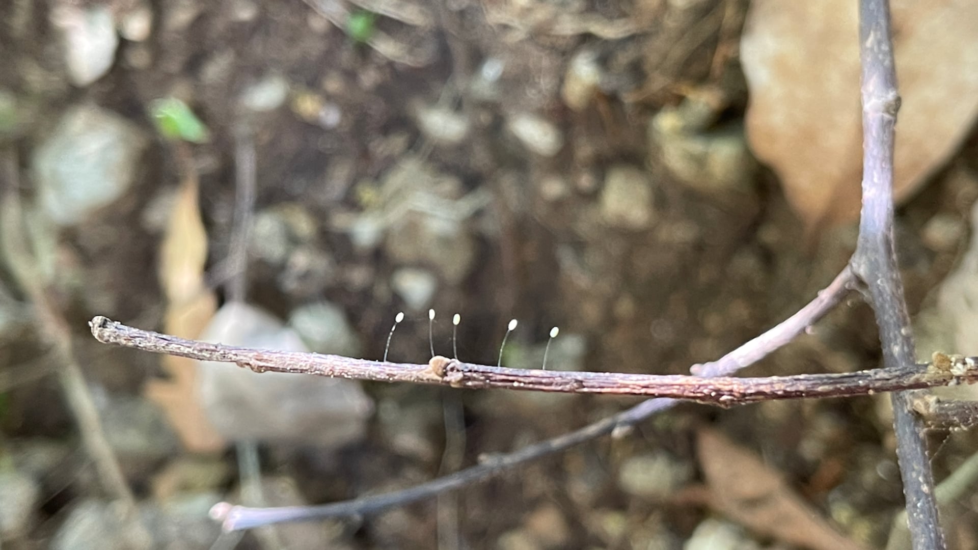 2023 August 14: Articulating a Specific Micro-Resolution