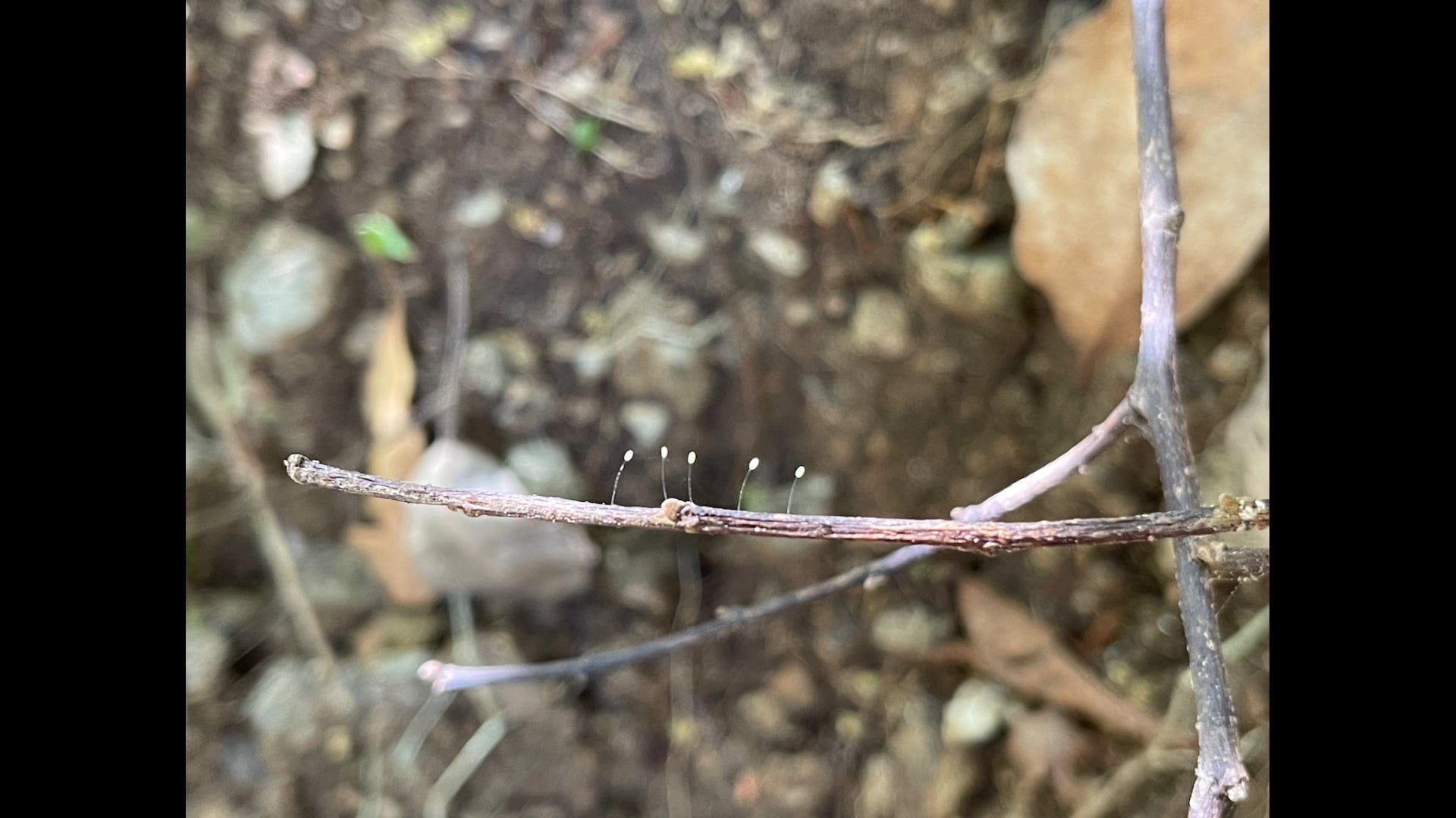 2023 August 14: Articulating a Specific Micro-Resolution