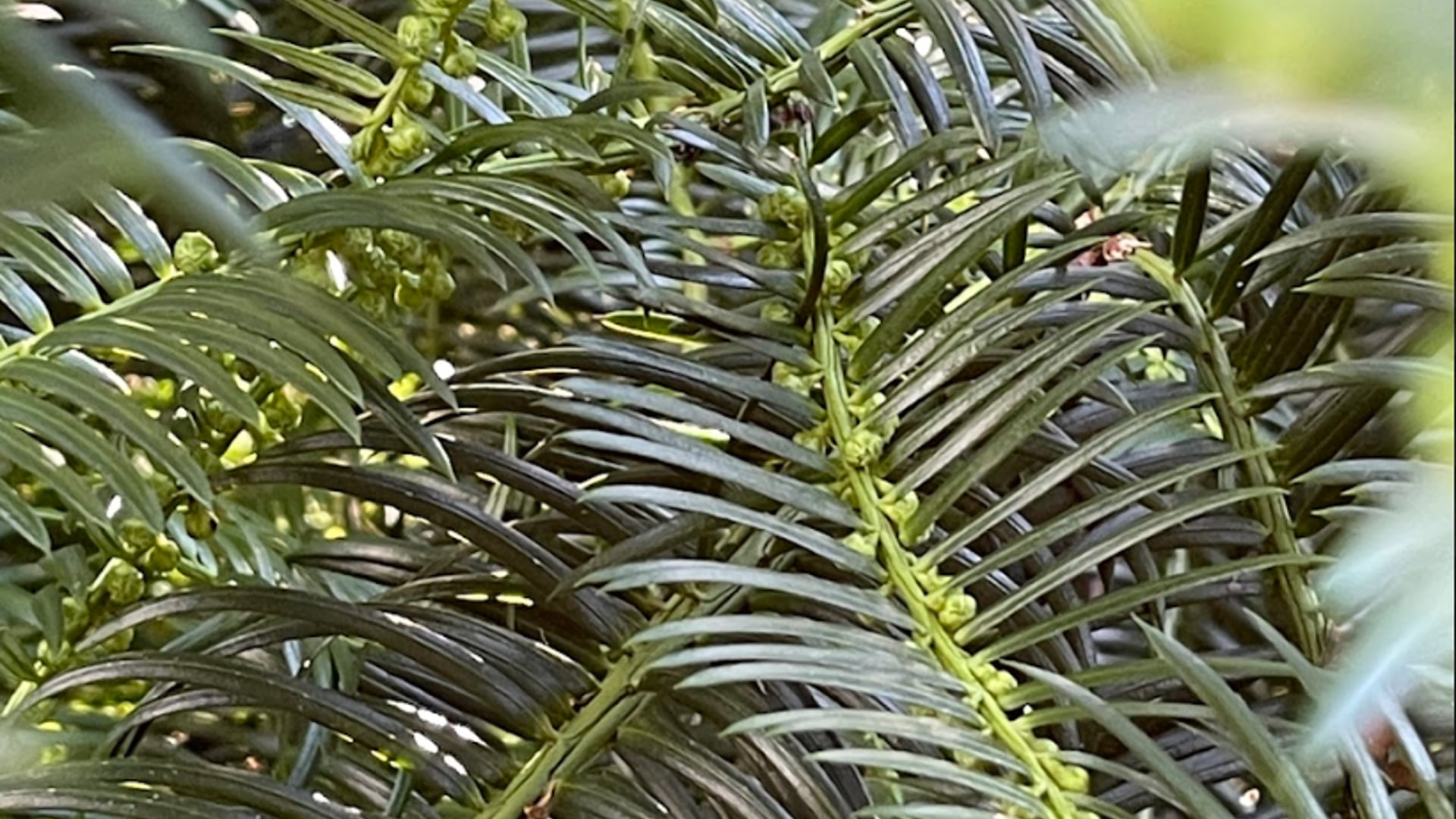 2023 September 05:  Metta - Not Just Another Parami