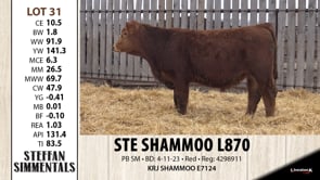 Lot #31 - STE SHAMMOO L870