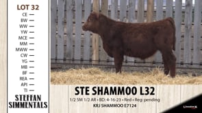 Lot #32 - STE SHAMMOO L32