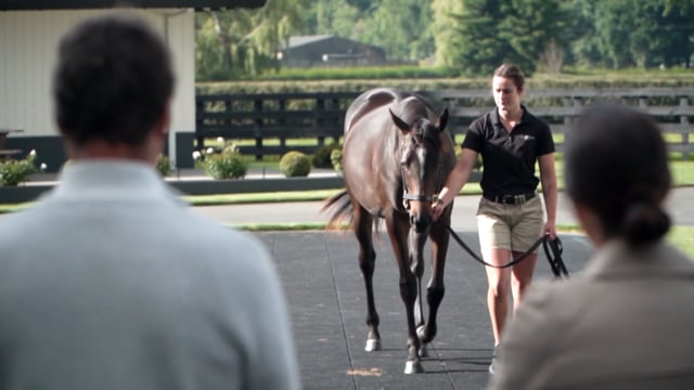 Karaka 2024 | Inspecting Yearlings with Phill Cataldo