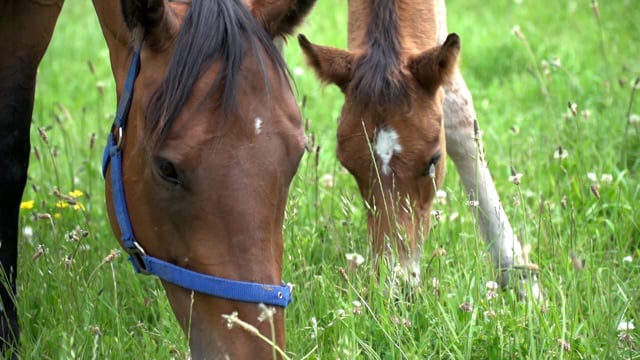 Karaka 2024 | Inglewood Stud, Gus Wigley