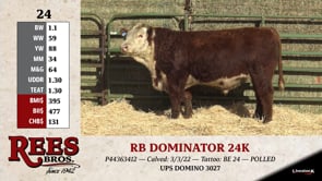 Lot #24 - RB DOMINATOR 24K