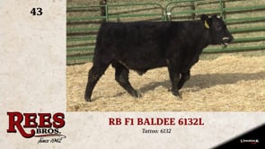 Lot #43 - RB F1 BALDEE 6132L