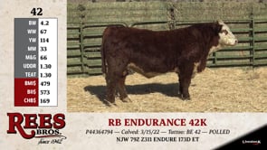 Lot #42 - RB ENDURANCE 42K