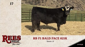 Lot #17 - RB F1 BALD FACE 021K