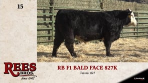 Lot #15 - RB F1 BALD FACE 827K
