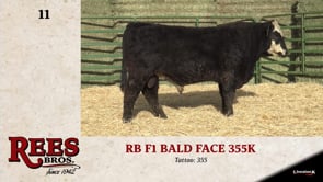 Lot #11 - RB F1 BALD FACE 355K