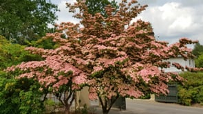 Jim Gardiner - Selecting and managing shrubs