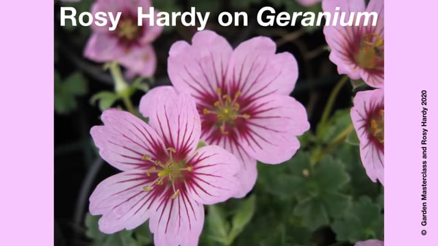 Rosy Hardy on Hardy Geraniums