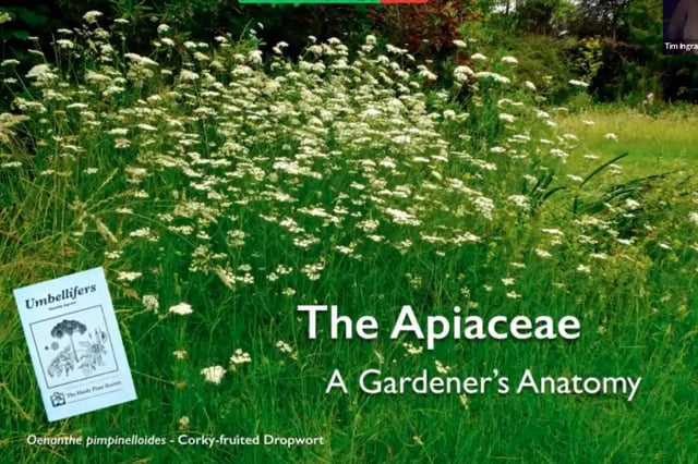 Tim Ingram - The Apiaceae