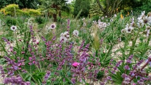 Tom Brown - The Dry Meadow Garden at West Dean