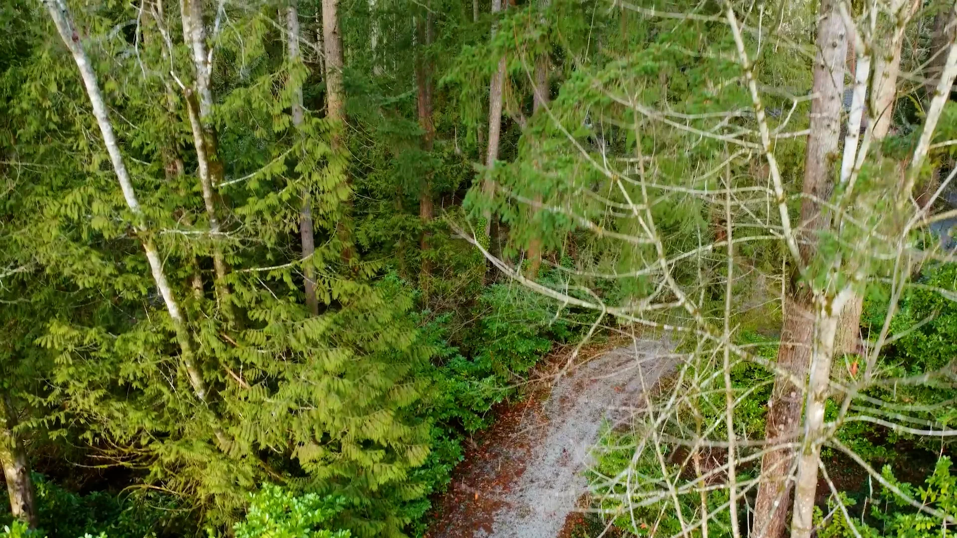 23497 Dogwood Ave., Maple Ridge on Vimeo