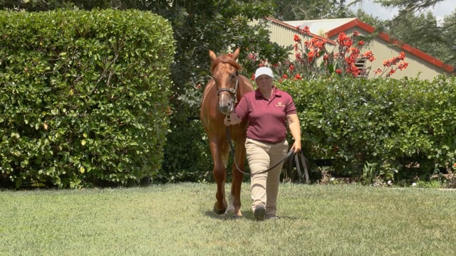 Karaka 2024 Book 1 New Zealand Bloodstock Thoroughbred Auction   1782233060 Ee9033510e6ace41b8c370311f61d861570cf2bad4a1915987115f4faaefe7e5 D 640x360