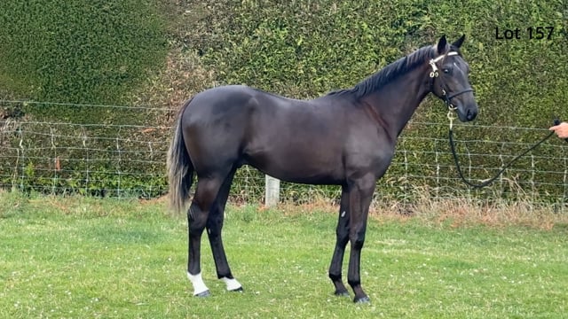 Lot 157