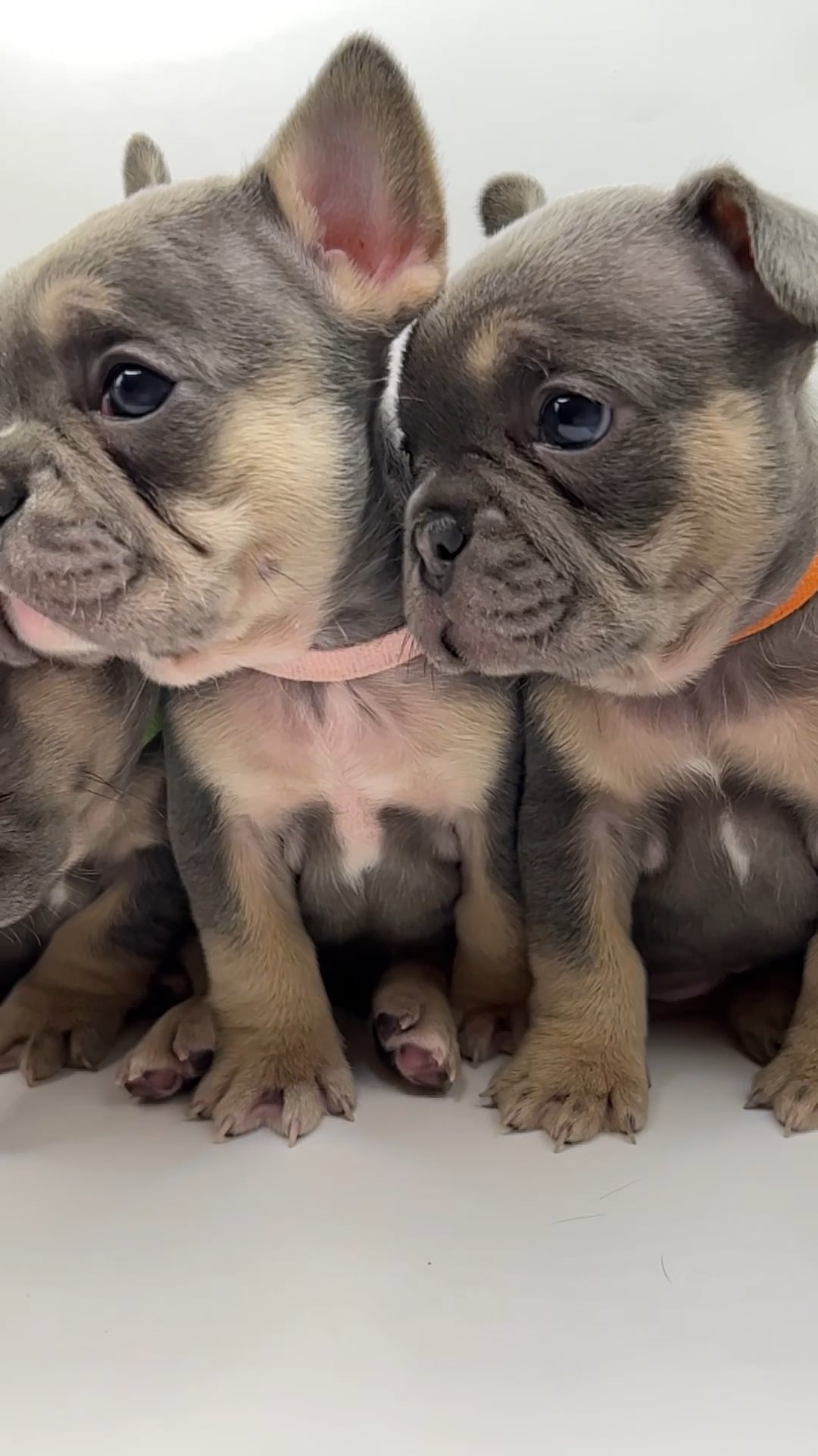 Top french hot sale bulldog breeders