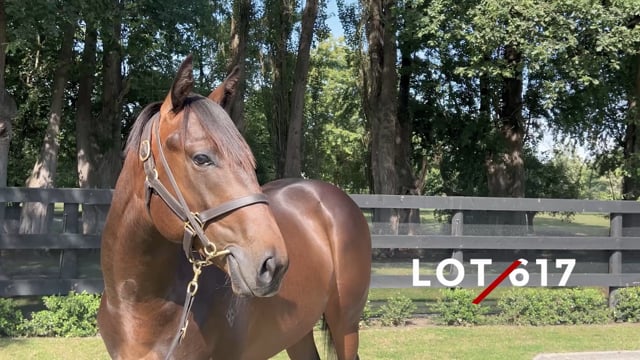 Lot 617