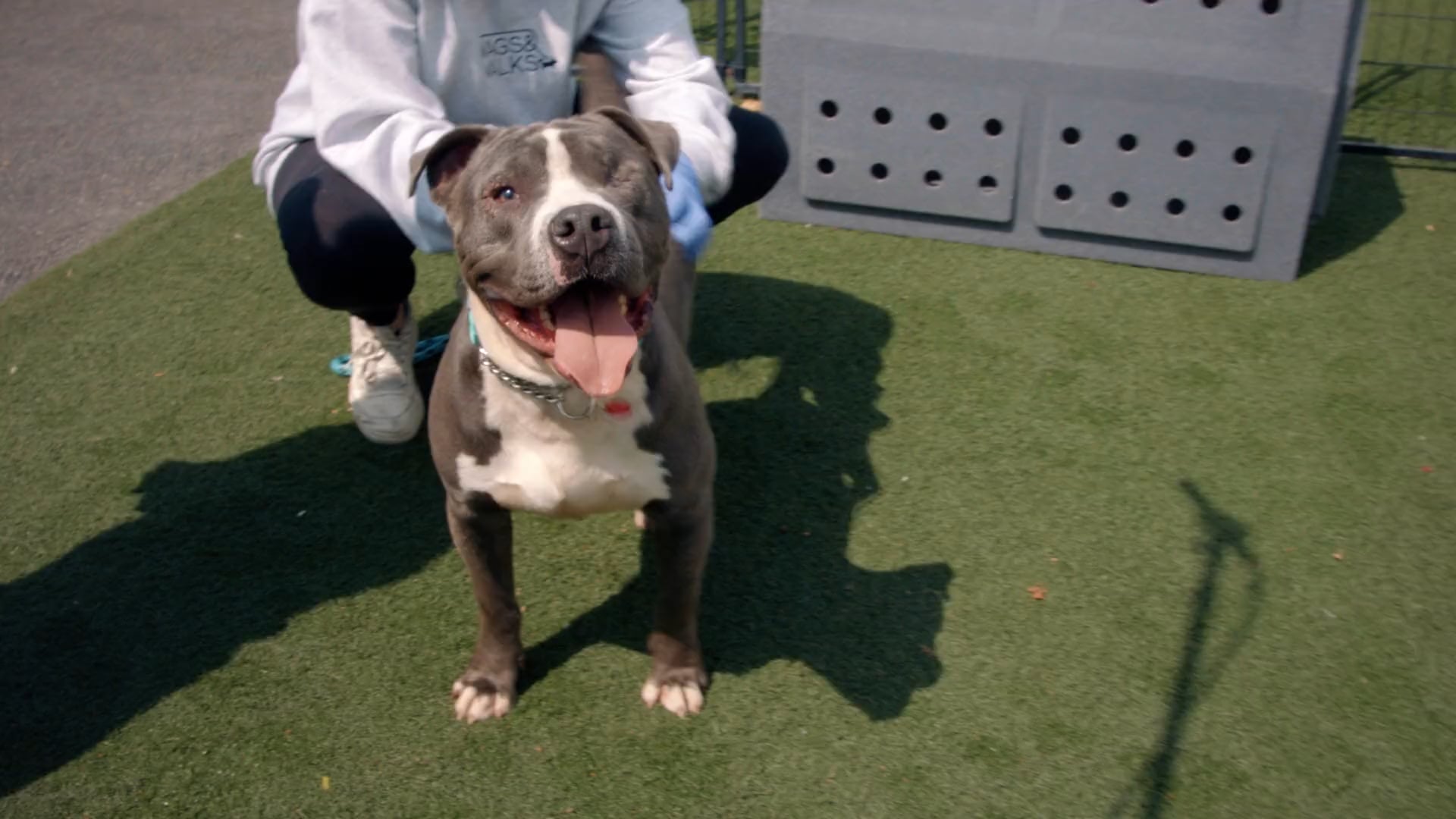 Day In The Life At Wags & Walks