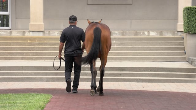 Karaka 2024 Book 1 New Zealand Bloodstock Thoroughbred Auction   1782571920 C3ac2a4c94c6d1b0ff05858cba639ebbb7ce17ddf00d6761e17a7b3a03de4a81 D 640x360