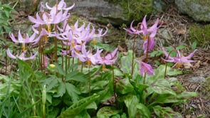 Ian Young – Erythroniums