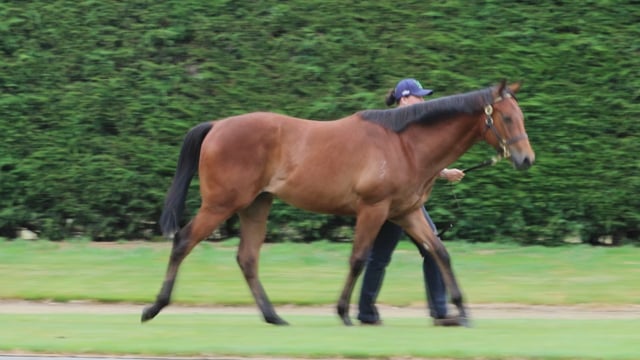 Karaka 2024 Book 1 New Zealand Bloodstock Thoroughbred Auction   1782720015 A404be41e9b67794bf089ceb36212936fae28fa4bc2544b1911cffd7a69ca7f3 D 640x360