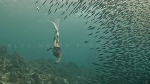 2419_Girl free diving through sardines in red swimsuit
