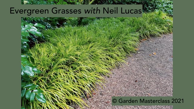 Neil Lucas -  Evergreen Grasses and Sedges