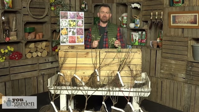 The Ultimate Winter Hardy Shrub Collection
