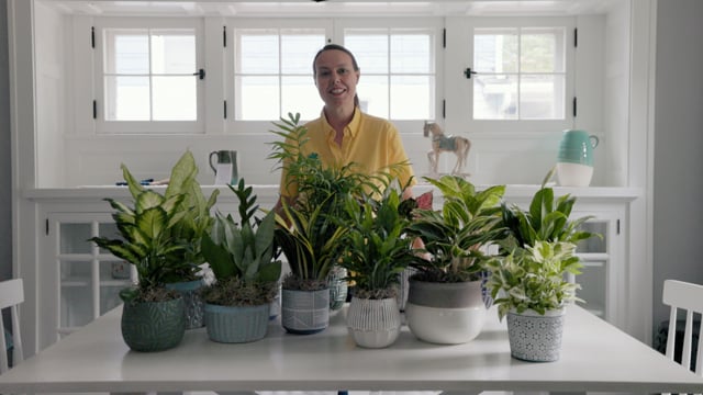 Houseplants That Grow Well in Low Light