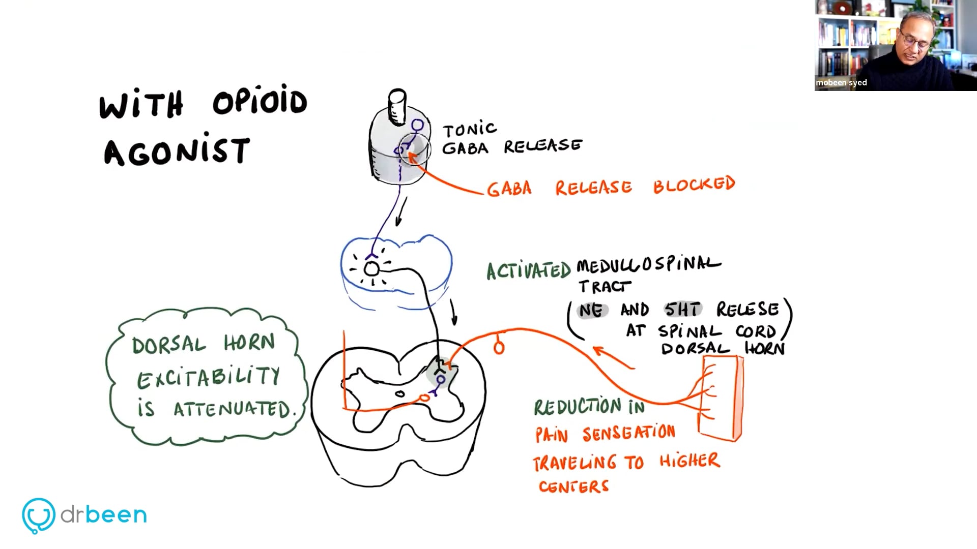 Mechanism of Opioid Induced Analgesia (Pain Part 6)