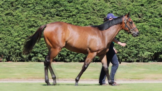 Lot 457