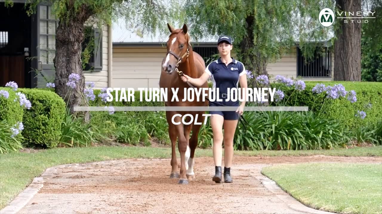 Magic Millions 2024 Lot 815 Star Turn x Joyful Journey Colt on Vimeo