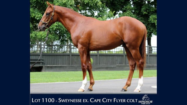 Lot 1100