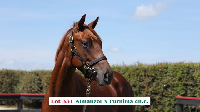 Lot 331