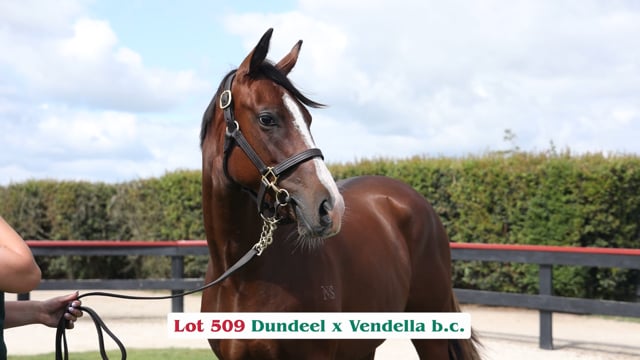 Lot 509