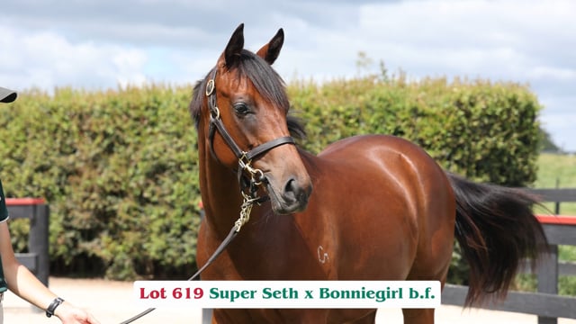 Lot 619