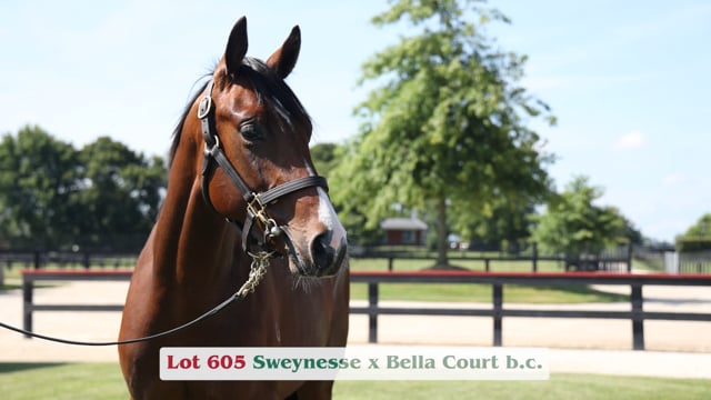 Lot 605