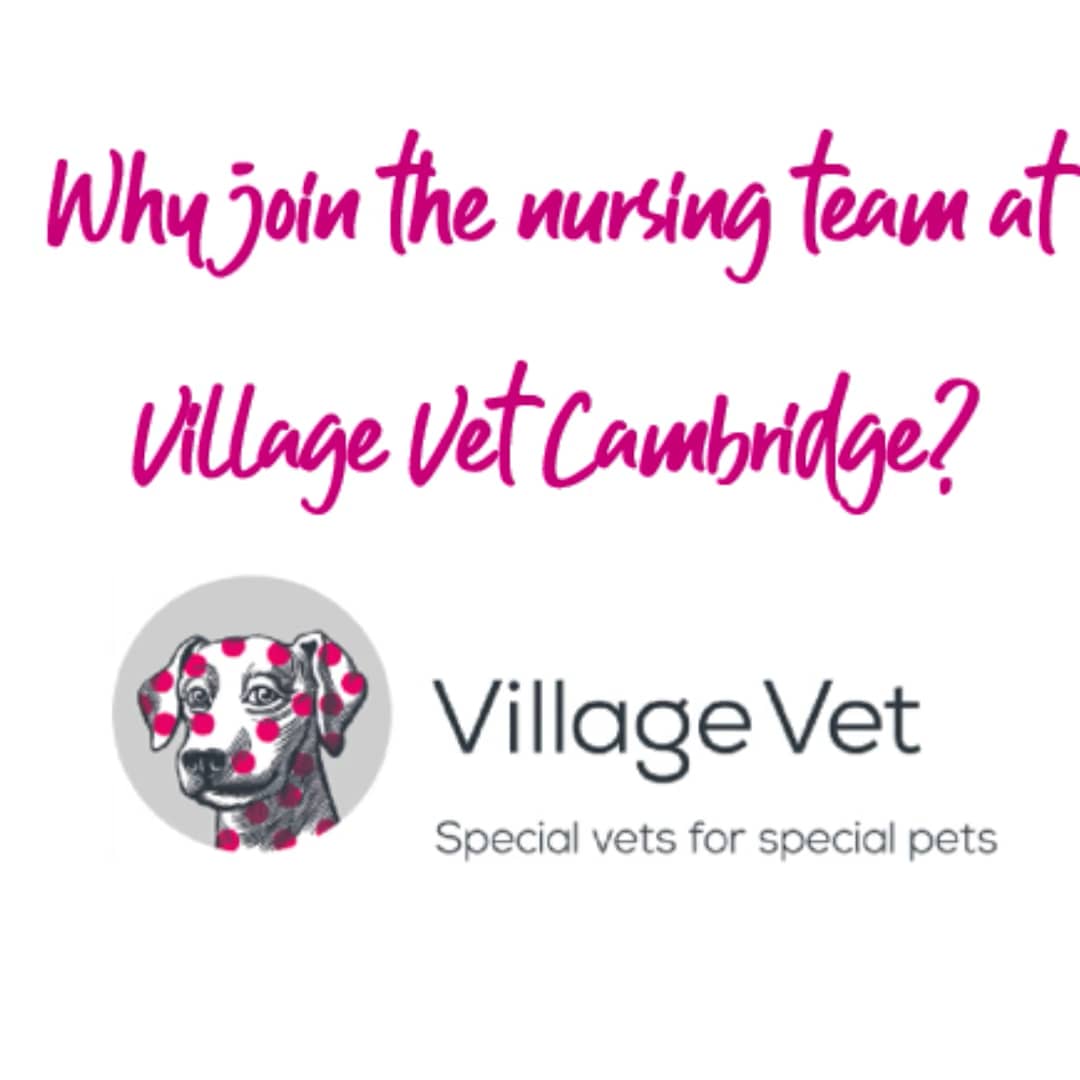 Village Vet Nurse Team on Vimeo