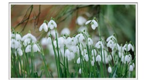 Snowdrops - White Gold