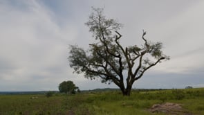 Video Cover Image